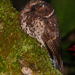 Owlet-Nightjars - Photo (c) Nik Borrow, some rights reserved (CC BY-NC)