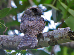 Barred Owlet-Nightjar photo 3
