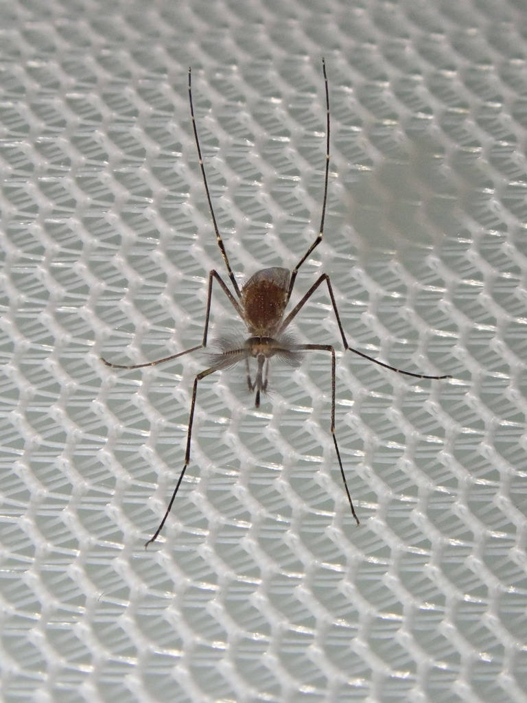 Culex usquatus
