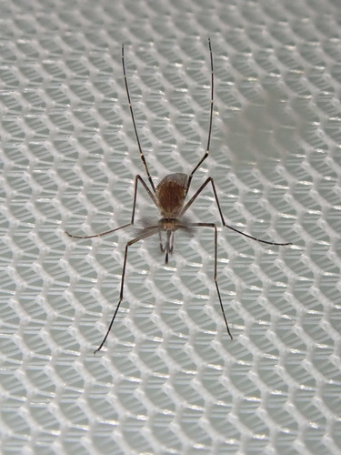 Culex usquatus