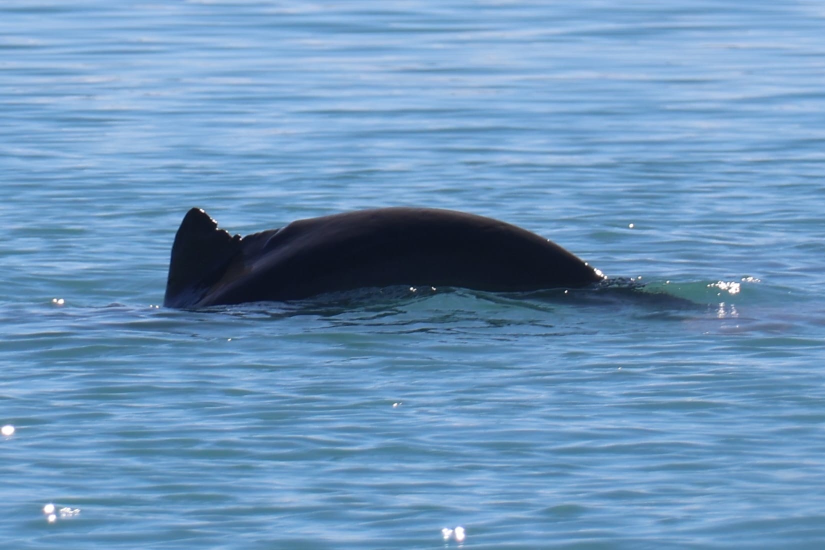 Orcaella heinsohni