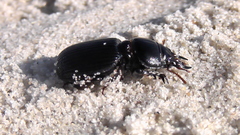 Acanthoscelis ruficornis