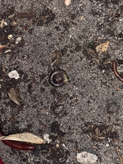 Anadenobolus monilicornis