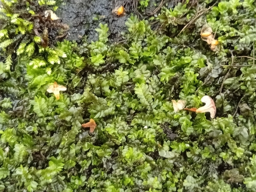 Chiloscyphus polyanthos
