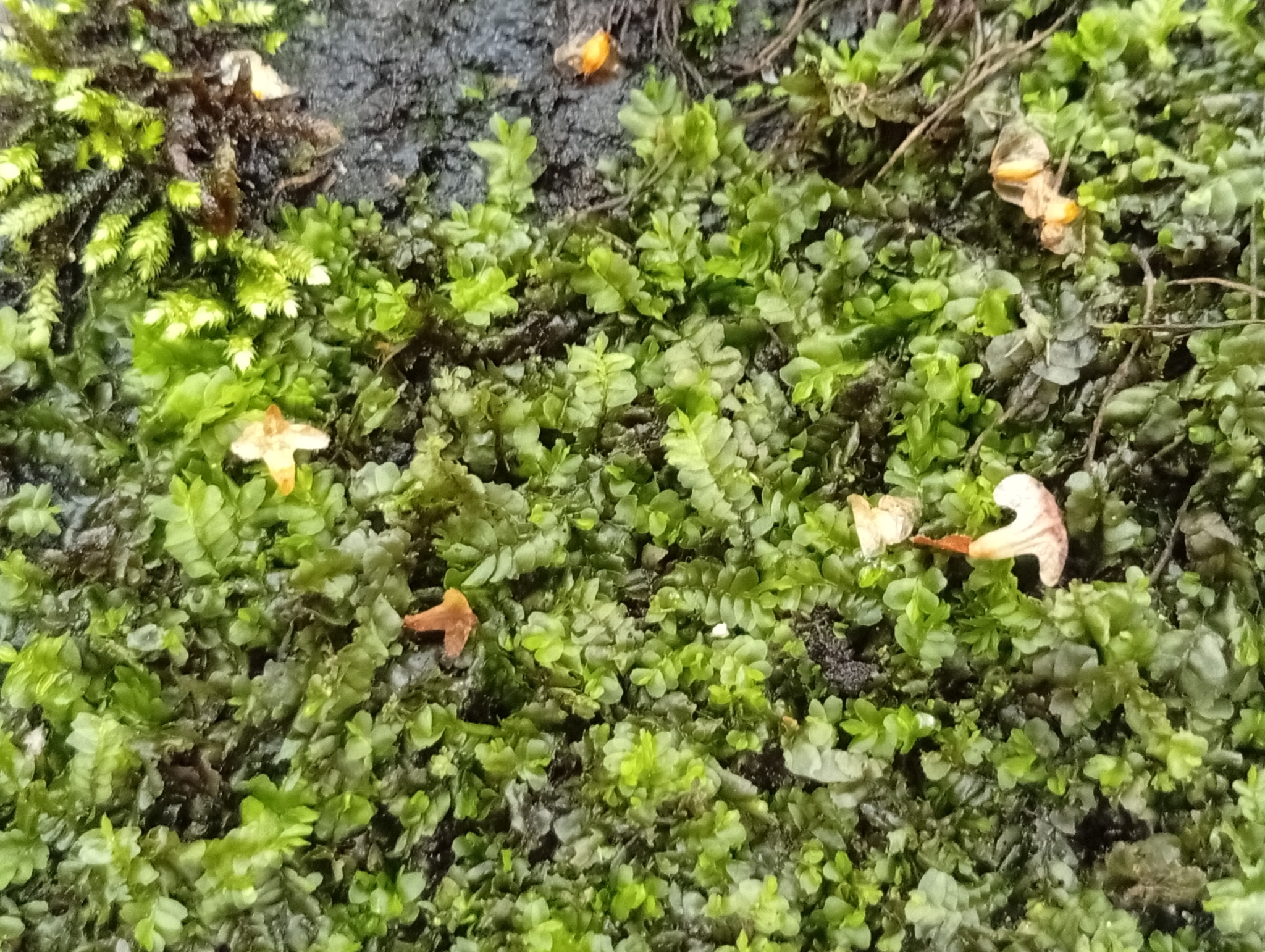 Chiloscyphus polyanthos