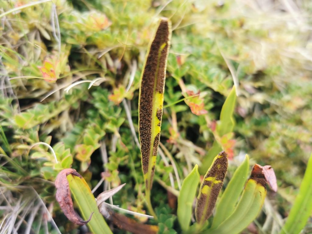 Elaphoglossum minutum