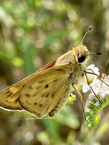 iNaturalist observation photo of Fiery Skipper