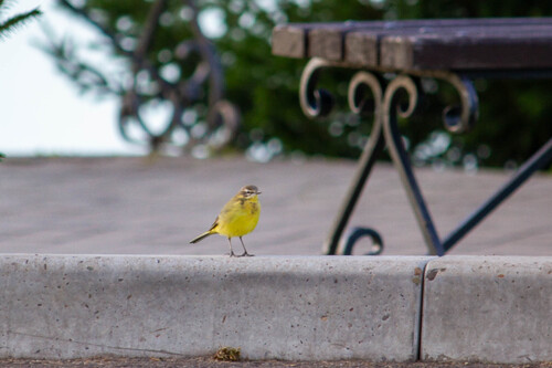 Western Yellow Wagtail