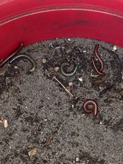 Anadenobolus monilicornis