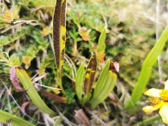 Elaphoglossum minutum
