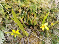 Elaphoglossum minutum