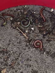 Anadenobolus monilicornis