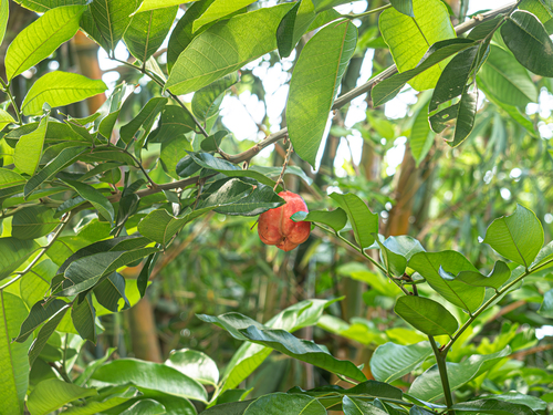 Ackee (Blighia sapida)
