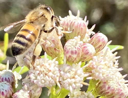 iNaturalist observation photo of Western Honey Bee