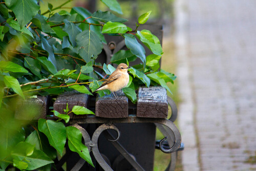 Northern Wheatear