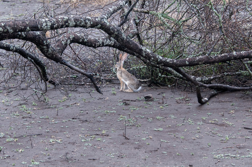 African Savanna Hare