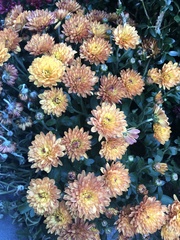 Chrysanthemum