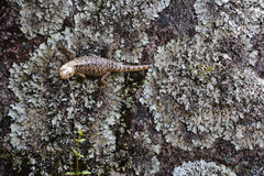 Stenocercus crassicaudatus