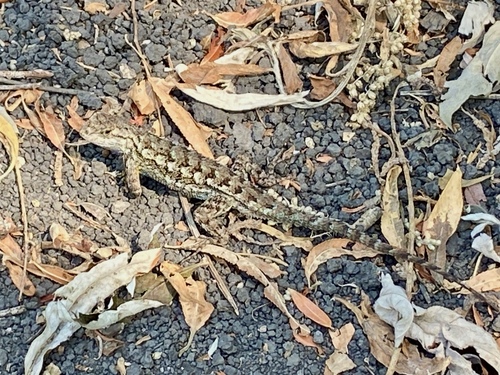 iNaturalist observation photo of Western Fence Lizard