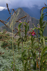 Sobralia dichotoma