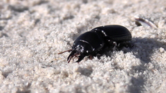Acanthoscelis ruficornis