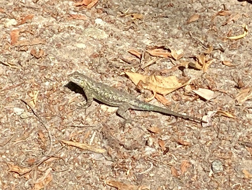 iNaturalist observation photo of Western Fence Lizard