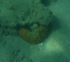 Stichopus herrmanni
