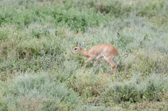 Raphicerus campestris neumanni