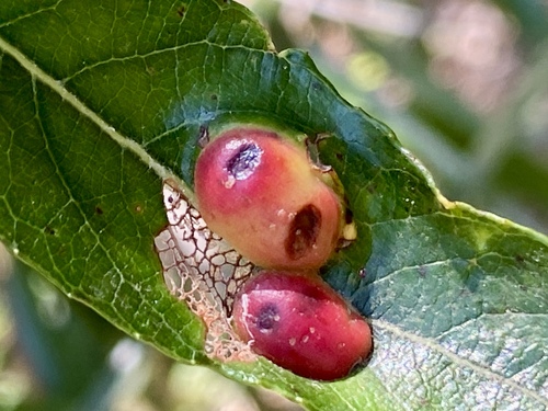 iNaturalist observation photo of Willow Apple Gall Sawfly