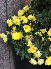 Chrysanthemum