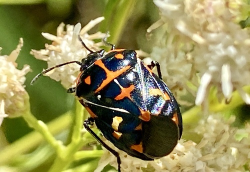 iNaturalist observation photo of Harlequin Bug