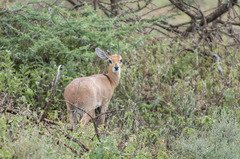Raphicerus campestris neumanni