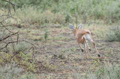 Raphicerus campestris neumanni