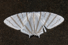 Urapteroides astheniata