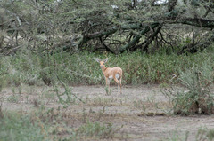 Raphicerus campestris neumanni