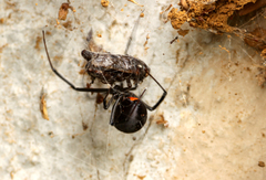 Latrodectus