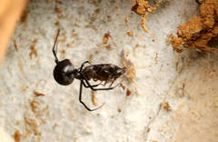 Latrodectus