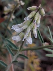 Vicia pulchella