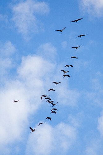 Common Crane