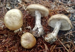 Leucocortinarius bulbiger