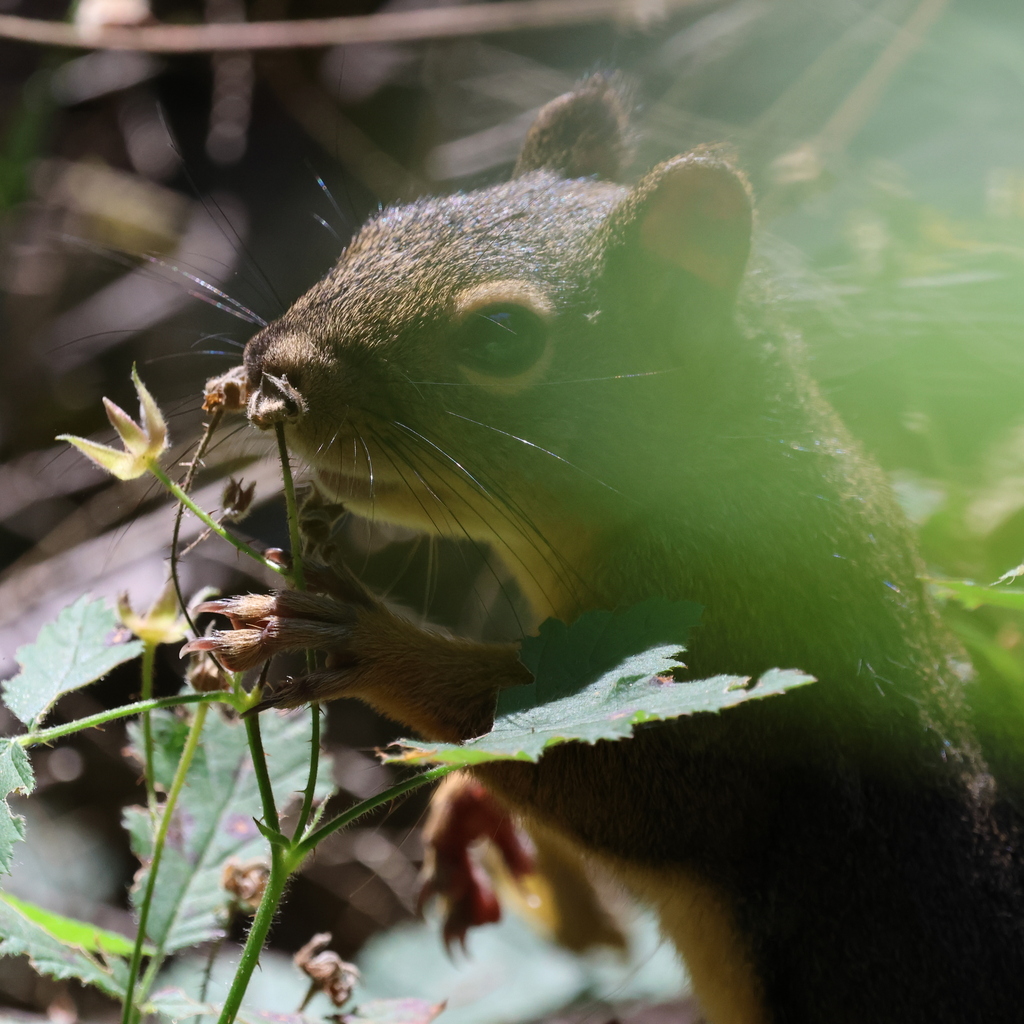 Douglas's Squirrel from Coquitlam, BC, Canada on July 16, 2025 at 11:25 ...