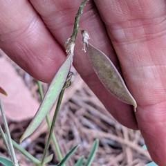 Vicia pulchella