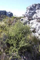 Cliffortia tridentata