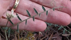 Vicia pulchella