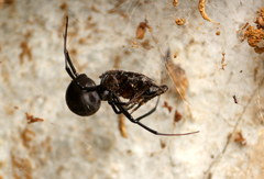 Latrodectus