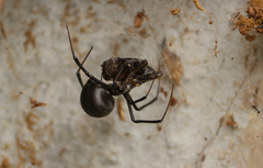 Latrodectus