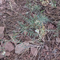 Vicia pulchella