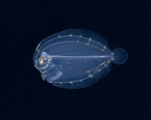 Eyed flounder (Bothus ocellatus) — Bothidae