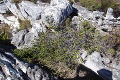 Phylica dioica