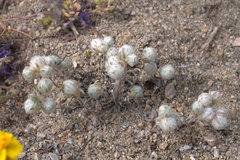 Stylocline micropoides